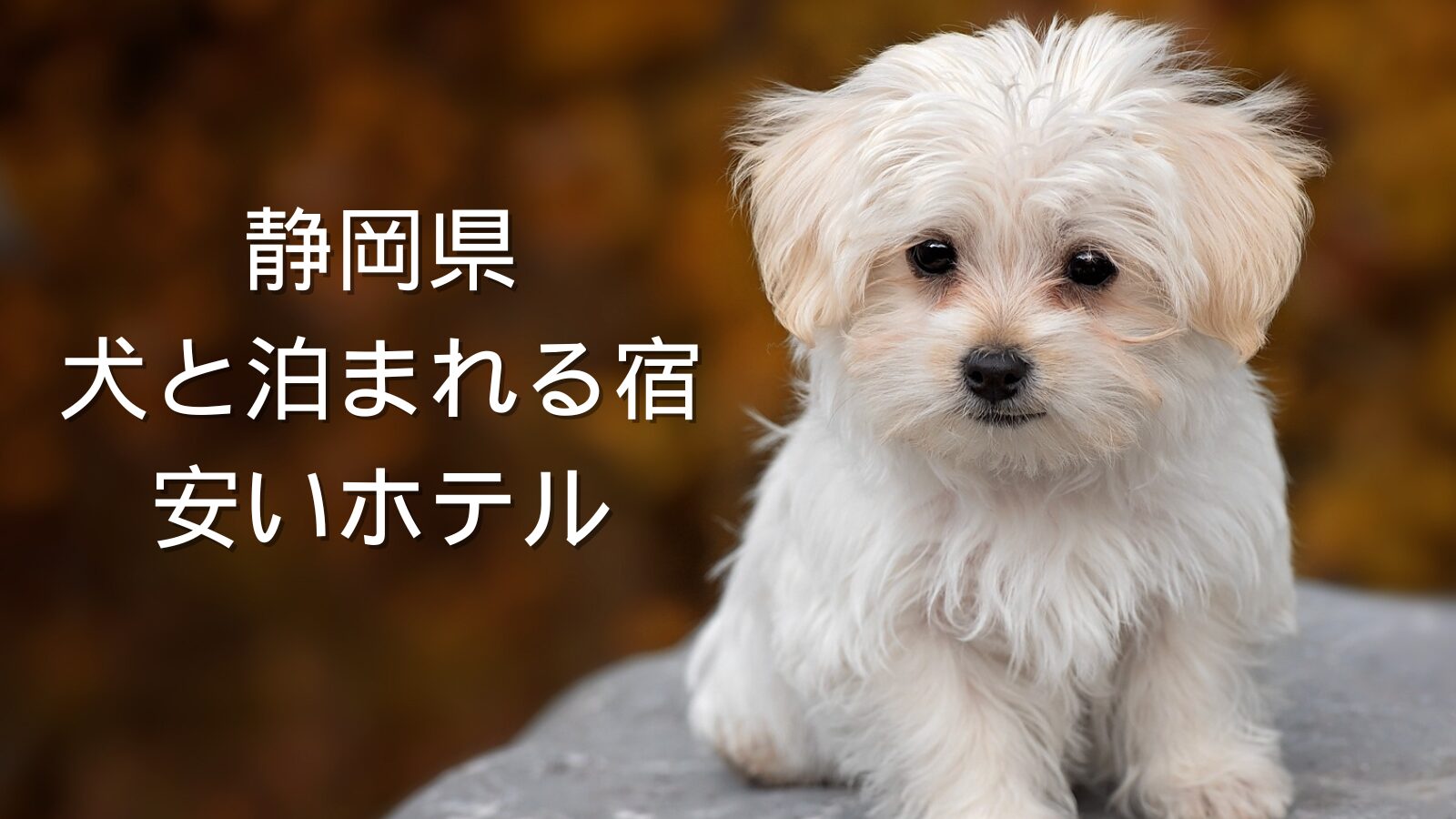 犬と泊まれる宿で静岡県内の安いホテル